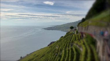 Vineyard landscape with lake and Mountains in rural European countryside