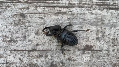 Insect lying in his back on ground unable to move. Trial and Error Failure concept