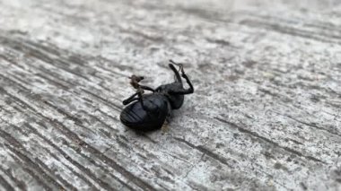 Insect lying in his back on ground unable to move. Failure concept