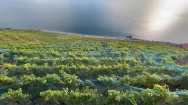 European landscape vineyard and beautiful lake with mountains. Rural view