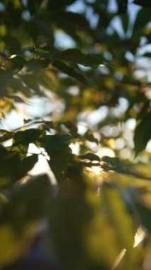 Yazın bahçedeki yeşil yaprak doğası. Doğal yeşil yapraklar, gün batımında altın saat boyunca güneş ışığıyla parlayan bitkiler. Dikey Videoda çevre ekolojisi veya yeşil kavram