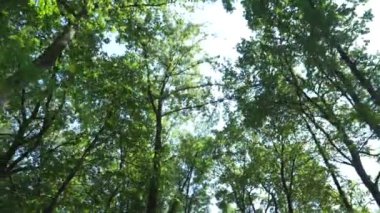 Nature forest outdoors with sunlight. Environment POV person walking outside
