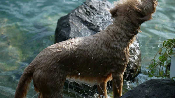 湿狗儿站在湖边晒干身子 洗完澡后 宠物会抖掉水 — 图库照片