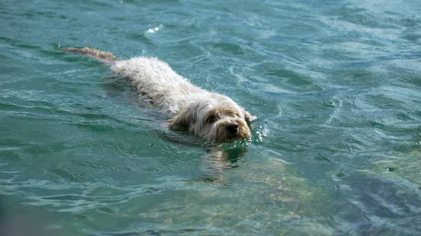 湖の水で犬の水泳 かわいい犬ペットは屋外で泳ぐ — ストック写真