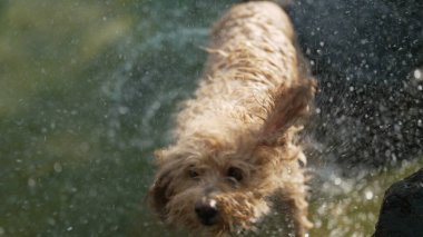 Köpek sudan çıkıyor ve ağır çekimde kendini sallıyor. Gölde yüzen evcil hayvan sudan çıkar ve saçlarını sallar.
