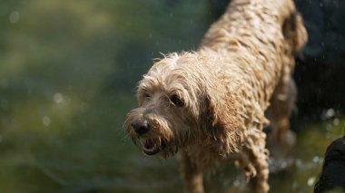 Köpek sudan çıkıyor ve ağır çekimde kendini sallıyor. Gölde yüzen evcil hayvan sudan çıkar ve saçlarını sallar.