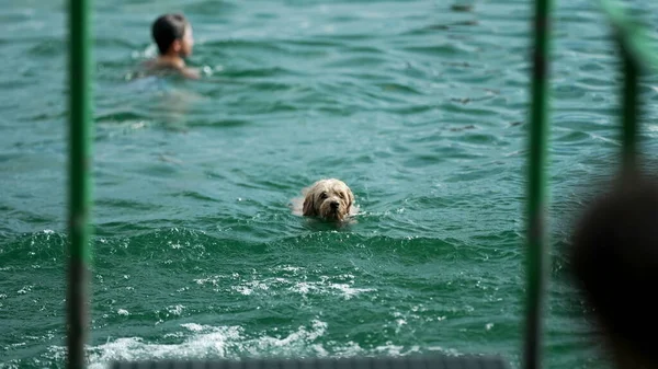 犬は水から出てゆっくりと体を振る 湖の中のペットスイミング水の揺れ髪を終了 — ストック写真