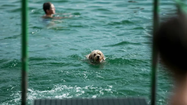 Cane Uscire Dall Acqua Scuote Rallentatore Pet Nuoto All Interno — Foto Stock