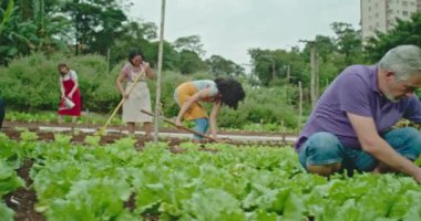 Baba ve oğul küçük bir şehir çiftliğinde organik gıda yetiştirmek için birlikte çalışıyorlar. Videoda, insanlar yeşil yapraklı organik salata seçerken ve topraktan yiyecek toplarken görülebilirler..