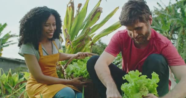 两个年轻人一起在一个城市农场种植新鲜的有机农产品 当他的女同事拿着篮子站在他旁边时 有人让他从地上拔出绿叶沙拉 他们在一起工作时的微笑 — 图库视频影像
