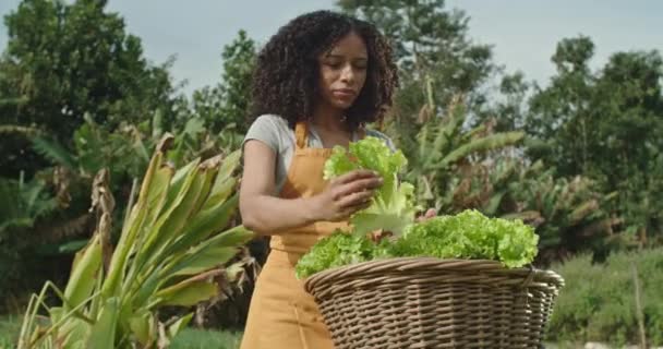 在一个阳光明媚的日子里 一位黑人妇女提着一个装满新鲜绿叶沙拉的篮子 她穿着制服站在一个有机农场里 这表明她是一个有机农民 女农场主看上去很满意 — 图库视频影像