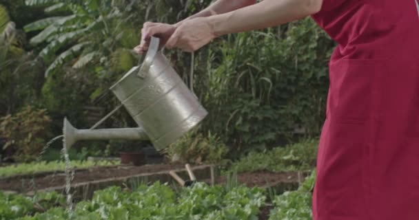 Detailní Záběr Ženy Která Používá Tradiční Zavlažovací Plechovku Zalévání Půdy — Stock video