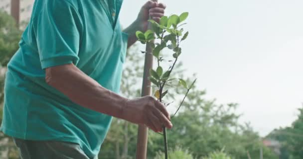 Idősebb Ember Palántákat Ültet Egy Vidéki Farmon Talaj Termesztése Növény — Stock videók