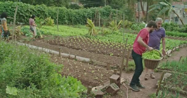 Comunidade Diversos Indivíduos Cultivando Colhendo Produtos Orgânicos Fazenda Urbana Imagens — Vídeo de Stock
