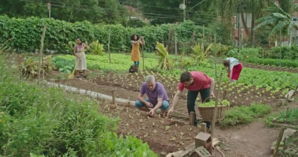 Community Diverse Individuals Cultivating Harvesting Organic Produce Urban Farm Footage — Stock Video