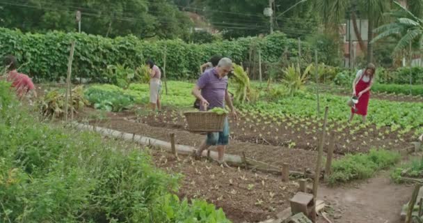 Grup Oameni Sunt Văzuți Cultivând Cultivând Alimente Ecologice Fermă Comunitară — Videoclip de stoc