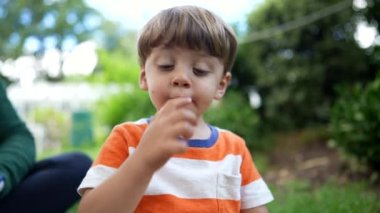 One cute little boy eating blueberries snack in picnic. Portrait adorable child eats nutritious food in family weekend activity