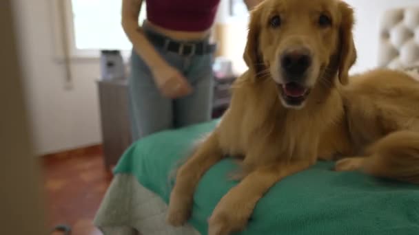 Šťastná Žena Hladí Labrador Pes Doma — Stock video