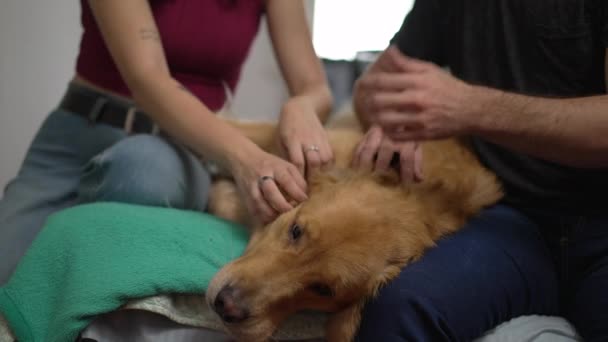 Casal Feliz Divertindo Com Cão Labrador Bonito Casa — Vídeo de Stock