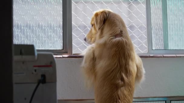 Neugierige Hunde Beobachten Die Welt Vom Fenster Aus Haustier Golden — Stockvideo