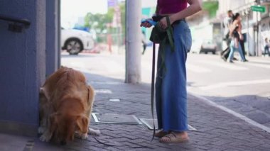 Köpek şehir caddesinde ihtiyaçlarını karşılıyor. Kadın, şehir ortamında kaldırımdan kaka toplamak için plastik poşeti kaldırıyor.