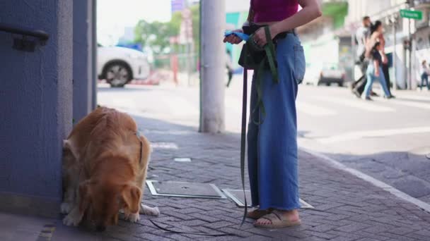 Pies Zaspokaja Swoje Potrzeby Ulicy Właścicielka Usuwająca Plastikową Torbę Odebrać — Wideo stockowe