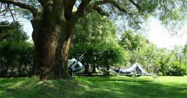 Yaşlı adam dışarıda yaz günü bir ağacın altında kestiriyor.