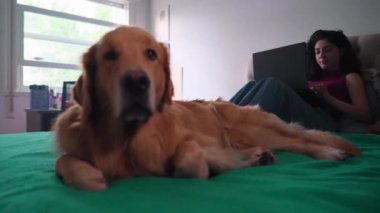 Yatak odasında Golden Retriever köpeğinin yanında yatarken evde dizüstü bilgisayarın önünde çalışan genç bir kadın.