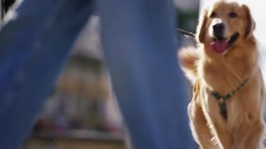 Güzel Golden Retriever Dog dışarıda güneşli bir günde parkta enerjik hissediyor.