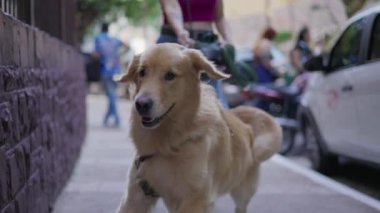 Şehirde yürüyüşe çıkan tasmalı mutlu bir köpek. Şehir ortamında heyecanlı Golden Retriever