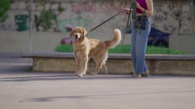 Şehir parkında tasmalı Golden Retriever köpeğiyle köpek sahibi. Günlük yaşam tarzı, köpek eşliğinde gezinen birinin rutini.