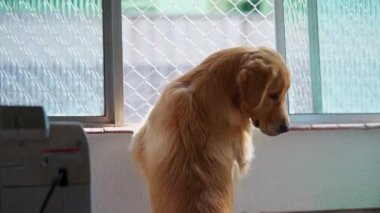 Evcil köpek apartmanın penceresinden dışarı bakıyor. Golden Retriever Evcil Hayvanı haykırıyor