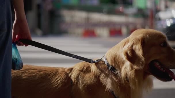 Perro Con Correa Esperando Cruzar Calle Cruce Golden Retriever Mascota — Vídeos de Stock