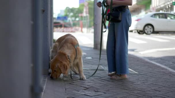 Собака Делает Свою Нужду Улице Владелец Держит Золотого Ретривера Поводке — стоковое видео