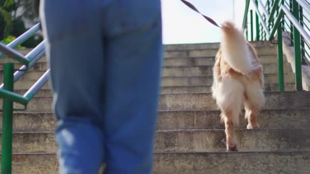 Hund Der Leine Beim Treppensteigen Städtischen Umfeld Besitzer Geht Mit — Stockvideo