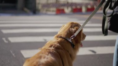 Şehirde tasmalı bir köpek yaya geçidinde karşıdan karşıya geçmek için bekliyor. Golden Retriever Pet sahibi ile yürüyüşe çıkıyor.