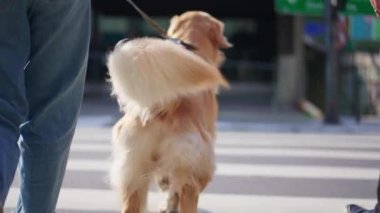 Köpek tasmalı karşıya geçiyor. Şehir ortamında Golden Retriever Pet 'in sahibi