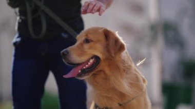 Köpek sahibi güzel Golden Retriever 'ını parkta okşuyor.
