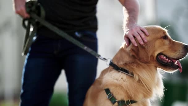 Hundägare Klappar Sin Golden Retriever Utanför Parken Hundföljeslagare Koppel — Stockvideo