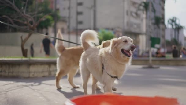 Twee Golden Retriever Dogs Aan Lijn Buiten Het Stadspark Mooie — Stockvideo
