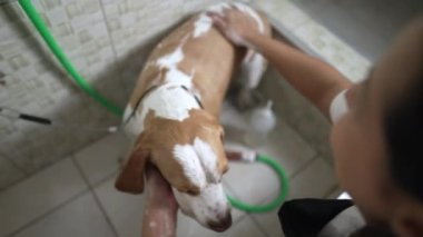 Yerel bir işletmedeki Profesyonel Hayvan Dükkanı Hizmetleri. Kadın çalışan Yıkama Beagle Köpeği Şampuan uyguluyor