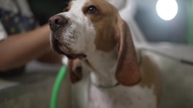 Pet Shop 'taki Beagle Dog' un yakın çekimi. Çalışan yıkama ve banyo yapan köpek yoldaşı.