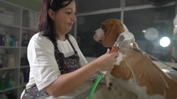 Žena Zaměstnanec Mytí Pes Beagle Sprchovým Koutem Uvnitř Pet Shop — Stock video