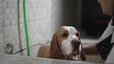 Köpek Şımartma: Yerel Hayvan Dükkanı Profesyonel Bakım Hizmetleri. Kadın Çalışan Beagle Köpeğini Yıkarken Şampuan Uygular