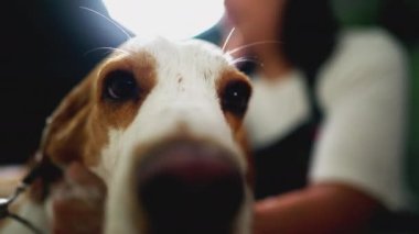 Hayvan dükkanı çalışanı şampuanla Beagle Dog 'u yıkıyor.