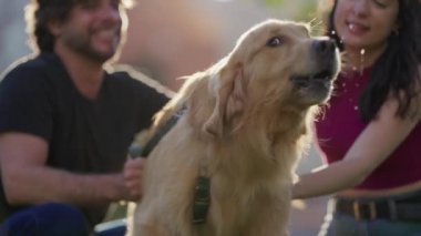 Dışarıda huzursuz köpek havlıyor. Golden Retriever evcil hayvanlarıyla dışarıda oturuyorlar.