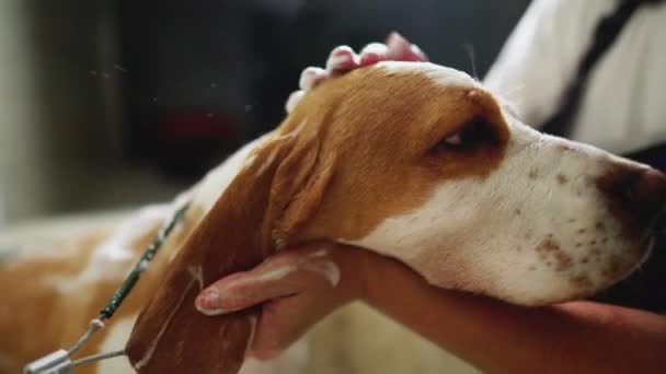 Waschen Beagle Dog Örtlichen Pet Shop Service Pflege Von Hunden — Stockvideo