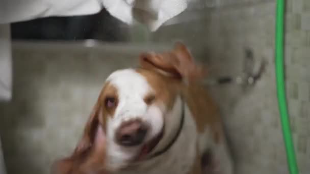 Trocknen Beagle Pet Shop Mit Handtuch Hund Der Seinen Körper — Stockvideo