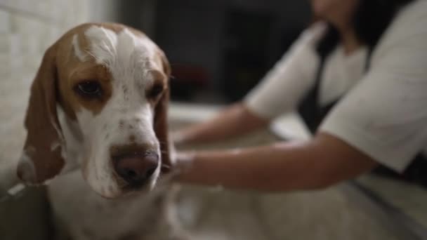 Professionelle Hundepflege Einer Örtlichen Zoohandlung Waschhund Beagle Mit Duschkopf — Stockvideo