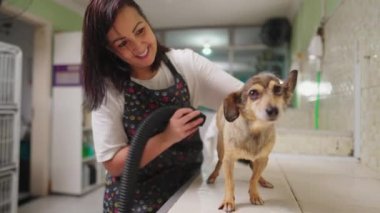 Hayvan Dükkanı 'nın içinde kurutma tüplü bir kadın. Yerel işletme sahibi işgali